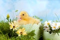 Easter Duckling calling Royalty Free Stock Photo