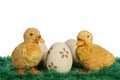 Easter ducklings