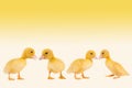 Easter ducklings border Royalty Free Stock Photo