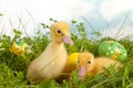Easter ducklings in grass