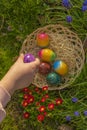 Easter Egg .Collection of colored eggs by children. Childs hand puts colorful eggs in a wicker basket in blue muscari Royalty Free Stock Photo