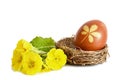 Easter egg colored naturally with onion peel and primrose flowers Royalty Free Stock Photo