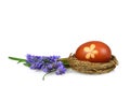 Easter egg colored with onion peel and spring flowers  on white Royalty Free Stock Photo