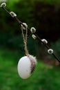 Easter Egg with feather hanging from a Willow Branch on green nature background Royalty Free Stock Photo