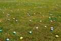 Easter Egg Field