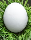 Easter egg on green grass, closeup Royalty Free Stock Photo