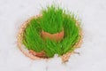 Easter egg with green grass over snow Royalty Free Stock Photo
