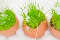 Easter egg with green grass over snow Royalty Free Stock Photo