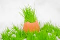 Easter egg with green grass over snow Royalty Free Stock Photo