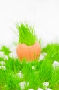 Easter egg with green grass over snow Royalty Free Stock Photo