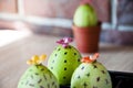 Easter egg. Green life. Flower shop. DIY and handmade. Painted egg. Spring seedlings. Greenhouse. Cactus blooming. Egg hunt. Royalty Free Stock Photo