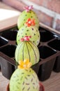 Easter egg. Green life. Flower shop. DIY and handmade. Painted egg. Spring seedlings. Greenhouse. Cactus blossom. Egg hunt. Royalty Free Stock Photo