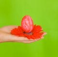 Easter egg hand Royalty Free Stock Photo