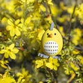 Easter egg hidden among yellow flowers of tree in spring garden. Happy easter holiday background. Funny greeting card Royalty Free Stock Photo