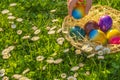 Easter Egg Hunt.Collection of eggs by children.Childs hand puts colorful eggs in a wicker basket in a spring meadow with Royalty Free Stock Photo