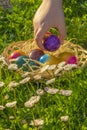 Easter Egg Hunt.Collection of colored eggs by children in a meadow with daisies.Child collect painted eggs in the spring Royalty Free Stock Photo