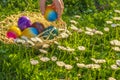 Easter Egg Hunt.Collection of colored eggs by children in a meadow with daisies.Easter holiday tradition.Child collect Royalty Free Stock Photo