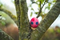 Easter egg hunt, colorful easter egg hidden in a tree in the garden, traditional game during spring time for the kids Royalty Free Stock Photo