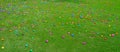 An Easter egg hunt with plastic eggs on a green lawn Royalty Free Stock Photo