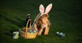 Easter egg hunt in garden. Child boy playing in field, hunting easter eggs. Bunny kids with rabbit bunny ears. Royalty Free Stock Photo