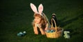 Easter egg hunt in garden. Child boy playing in field, hunting easter eggs. Bunny kids with rabbit bunny ears. Royalty Free Stock Photo