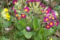 Easter egg hunt hidden in primrose flowers for children surprise Royalty Free Stock Photo
