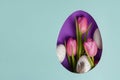 Easter egg with pink tulips and white eggs, blue paper background, copy space Royalty Free Stock Photo