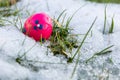 Easter egg in the snow Royalty Free Stock Photo
