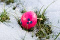 Easter egg in the snow Royalty Free Stock Photo