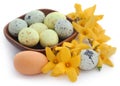 Easter egg with spring flower forsythia Royalty Free Stock Photo