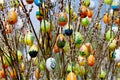 Easter egg with willow catkins Royalty Free Stock Photo