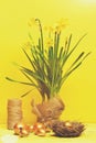 Spring yellow narcissus, golden easter egg and thread or rope Royalty Free Stock Photo