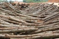 Acacia timber log raw material