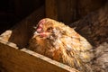 Easter Egger Chicken In Laying Box Nesting Royalty Free Stock Photo