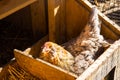 Easter Egger Chicken In Laying Box Nesting Royalty Free Stock Photo