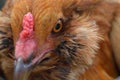 Easter egger chicken up close Royalty Free Stock Photo
