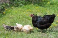 Easter Egger Hen with Chicks