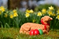 Easter eggs and a baked Easter lamb in a meadow Royalty Free Stock Photo