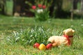 Easter eggs and a baked Easter lamb in a meadow Royalty Free Stock Photo