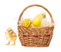 Easter eggs and chickens in a basket Royalty Free Stock Photo