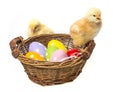 Easter eggs in a basket and chickens Royalty Free Stock Photo