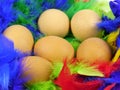 Easter eggs in a basket with colorful feathers Royalty Free Stock Photo