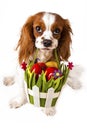 Easter eggs in basket with easter dog. Happy easter. Cavalier king charles spaniel holding easter egg basket on isolated Royalty Free Stock Photo