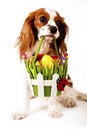 Easter eggs in basket with easter dog. Happy easter. Cavalier king charles spaniel holding easter egg basket on isolated Royalty Free Stock Photo