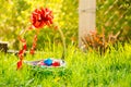 Easter eggs in basket on green grass Royalty Free Stock Photo