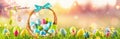 Easter Eggs in a Basket on Green Grass Sunny Background Royalty Free Stock Photo