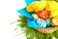 Easter eggs in basket with tulips Royalty Free Stock Photo
