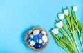 Easter eggs of blue flowers in a decorative nest of straw and a bouquet of white tulips on a blue background, copy space, flat la Royalty Free Stock Photo