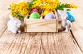 Easter eggs branch mimosa and white rabbit on wooden board copyspace Royalty Free Stock Photo