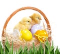 easter eggs and chickens Royalty Free Stock Photo
